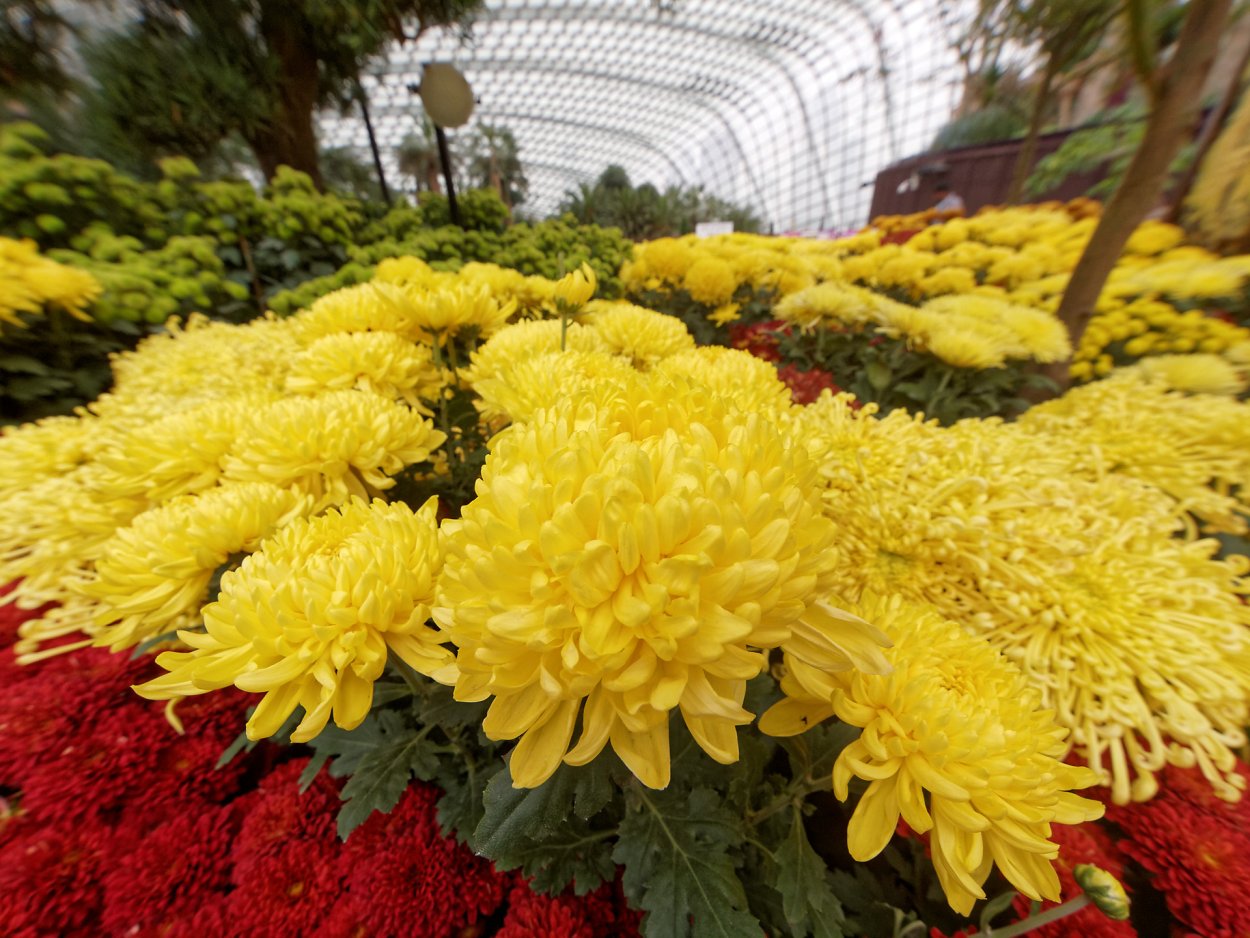 Хризантема Анна Ярославна