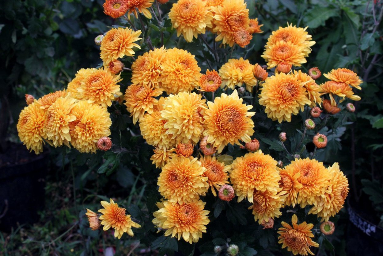 Хризантема Меотида