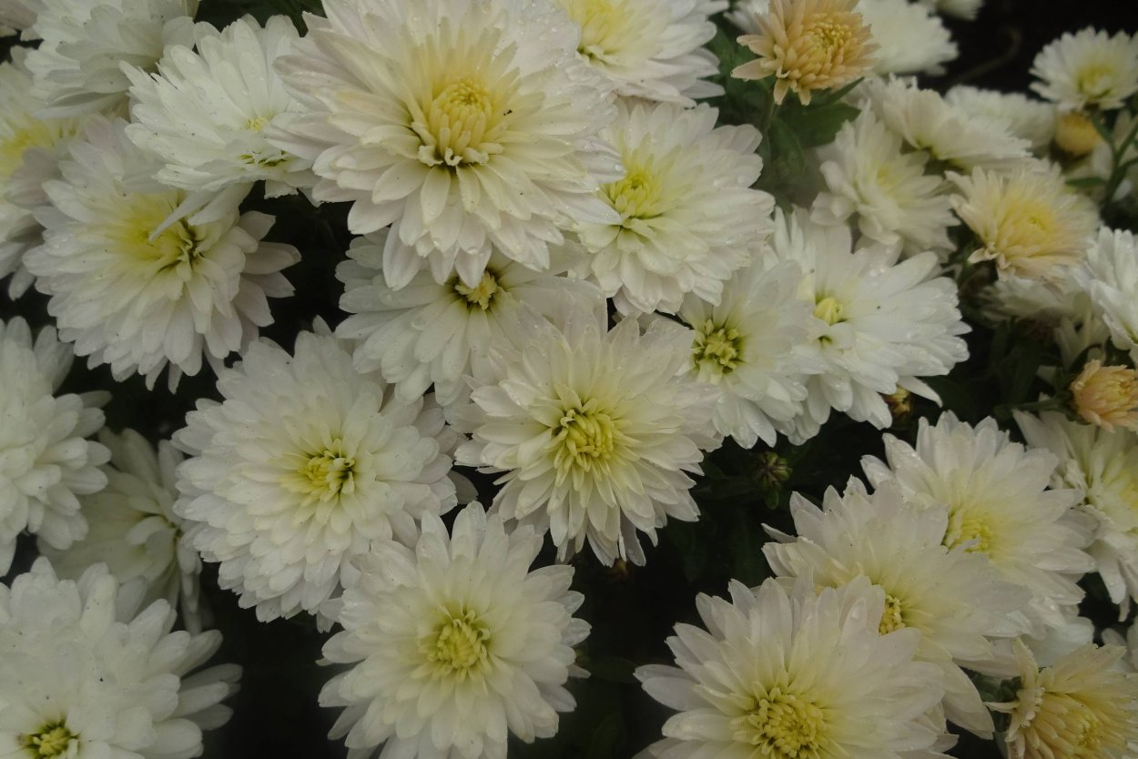 Хризантема корейская Меотида