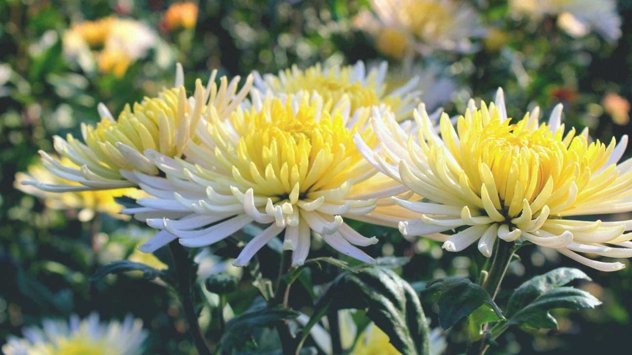 Хризантема корейская Миатида