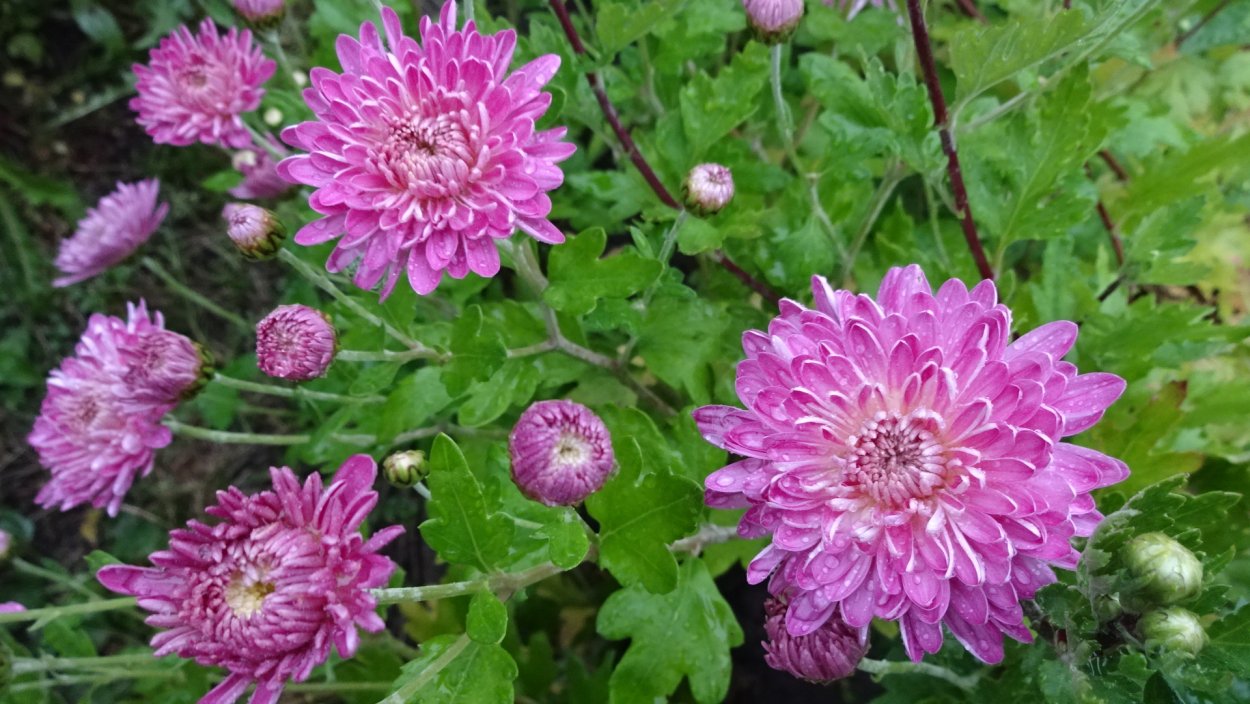 Хризантема Кассандра оранж