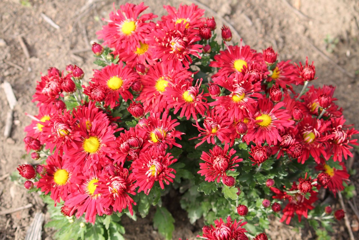 Хризантема Королев осени