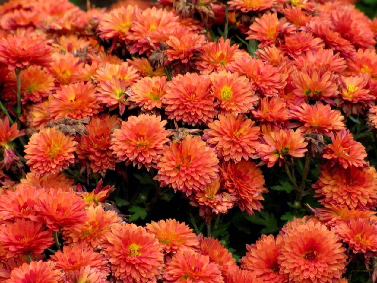 Хризантема корейская Лелия