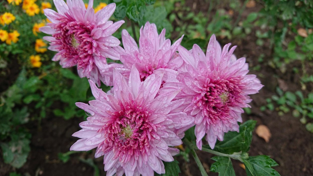 Хризантема Анна Ярославна