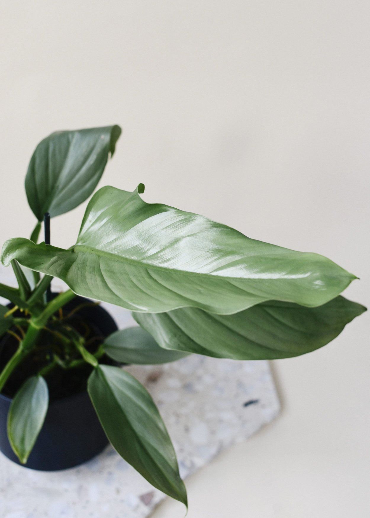 Филодендрон Silver Sword