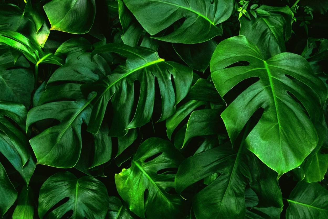 Филодендрон mamei