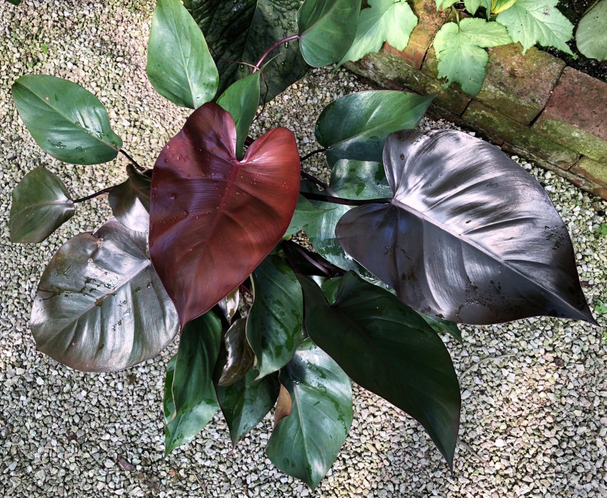 Paper Gold Black Philodendron