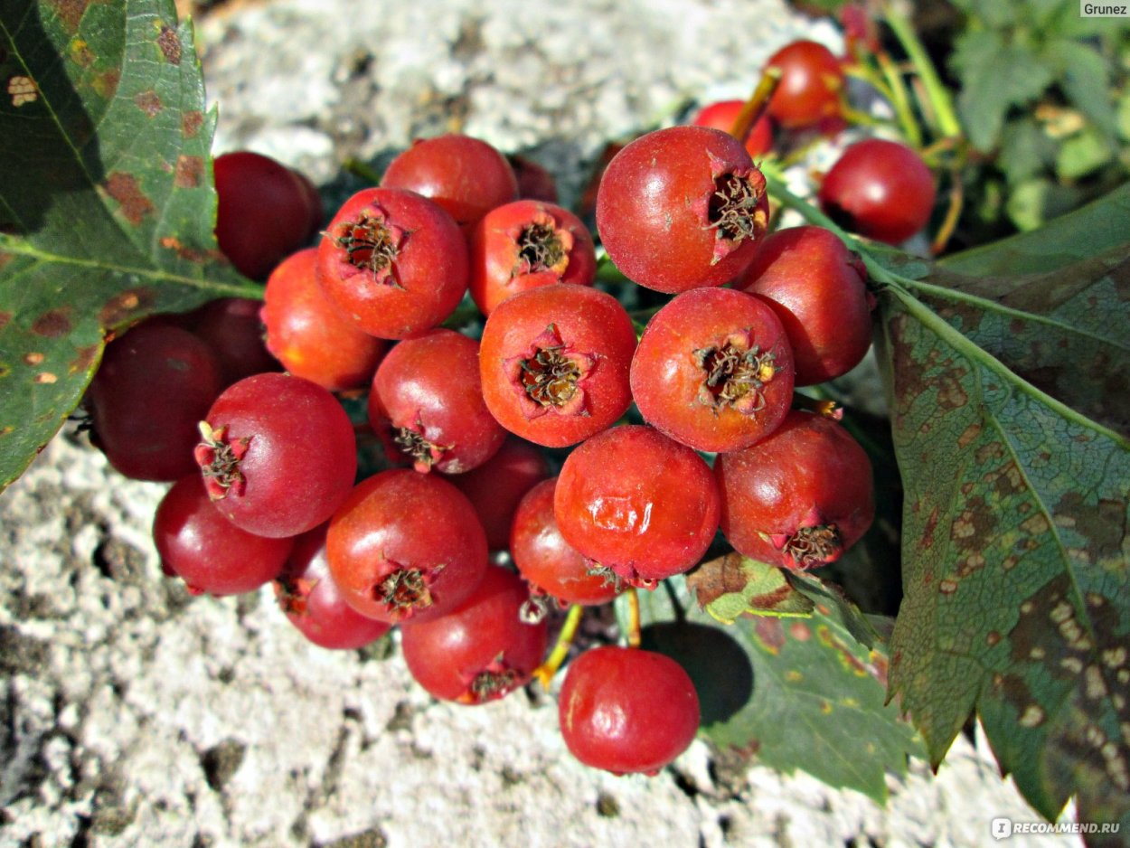 Боярышник гирканский