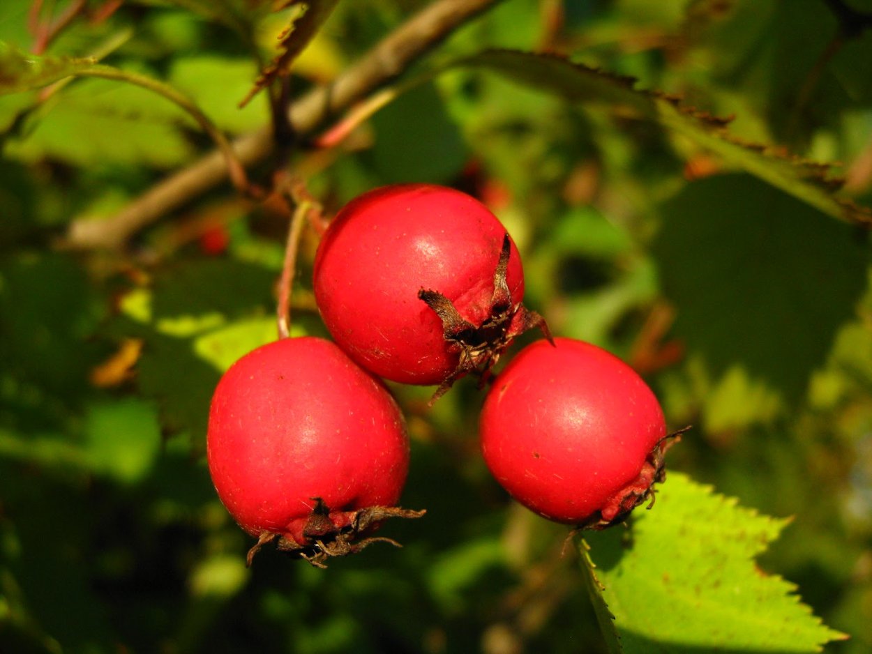 Боярышник вееровидный