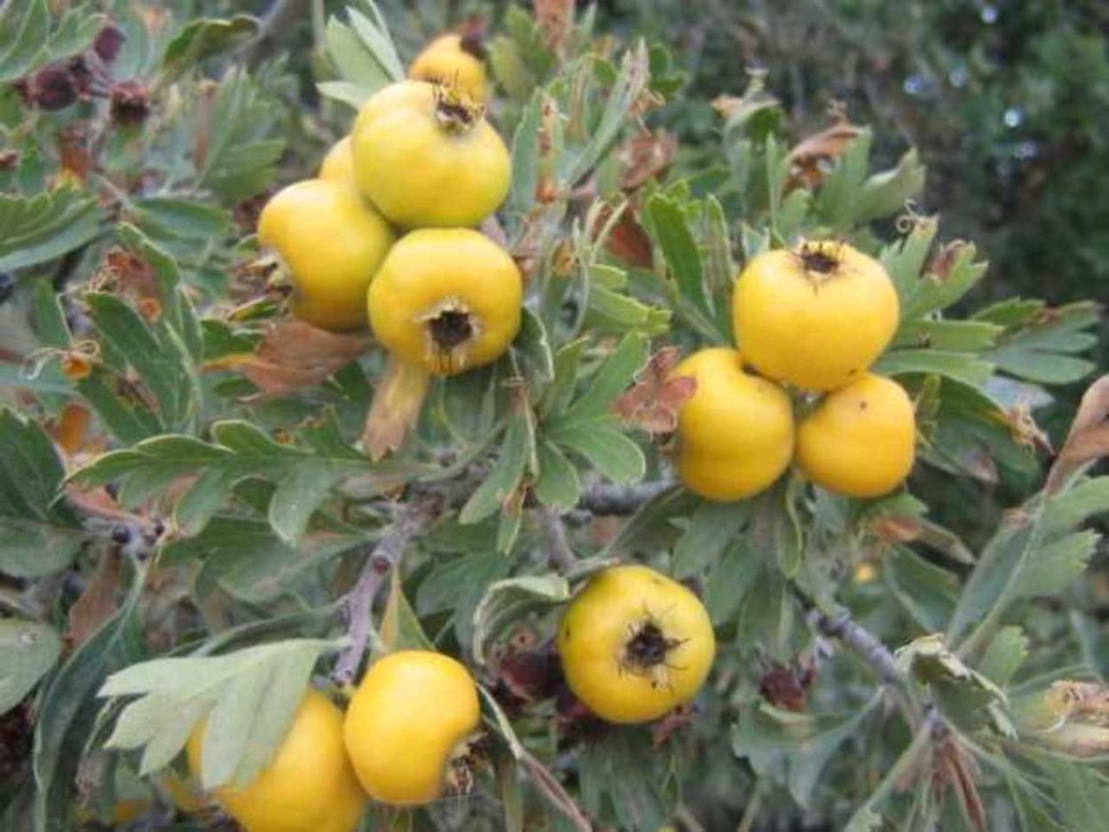 Боярышник Поярковой (Crataegus pojarkovae)