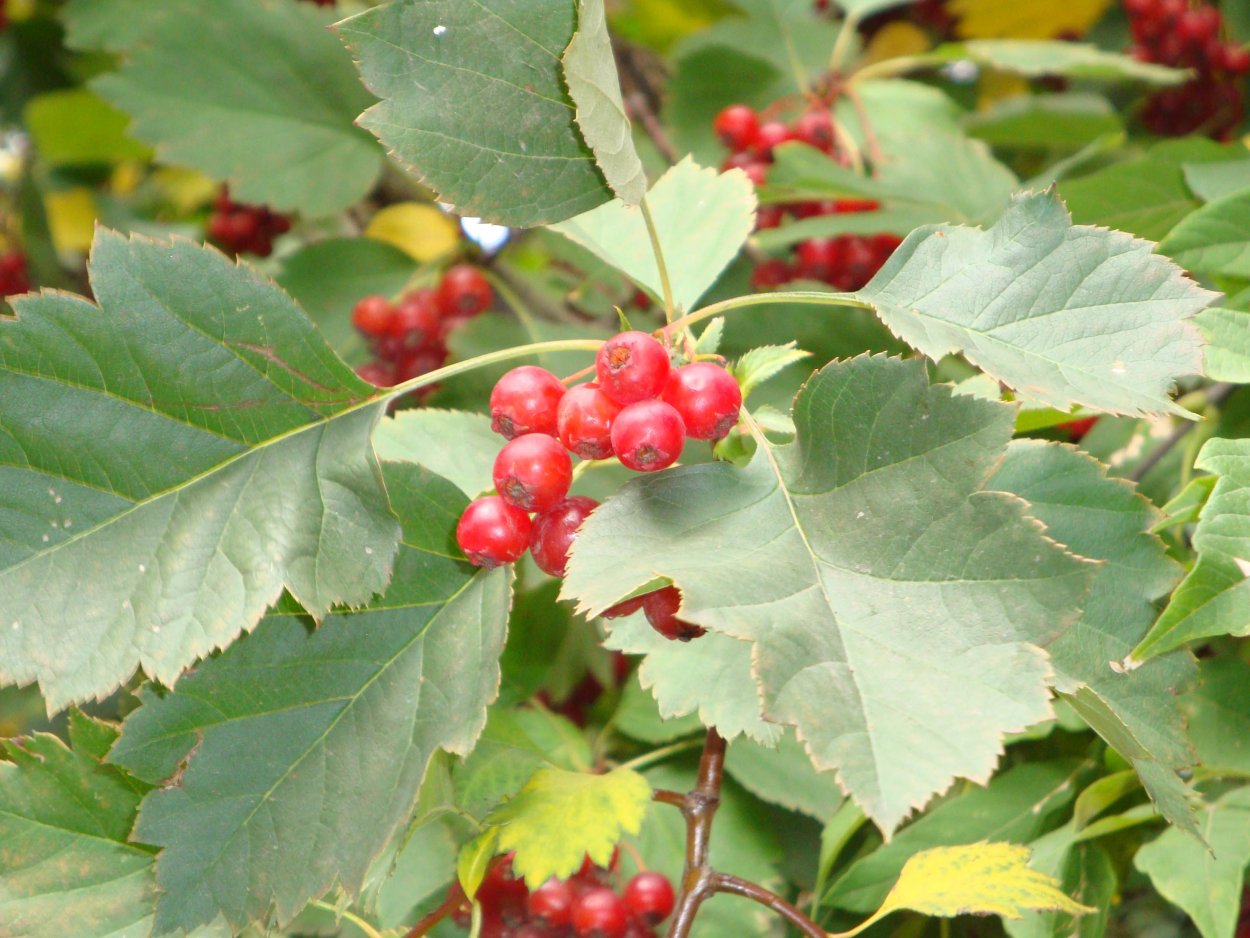 Боярышник листья