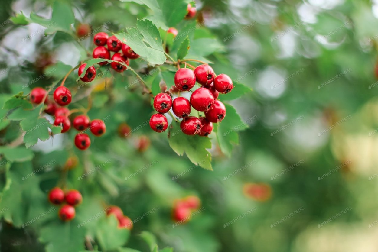 Боярышник Дальневосточный