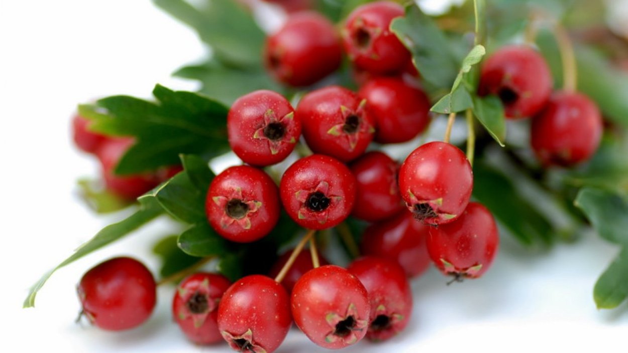 Боярка ягода желтая