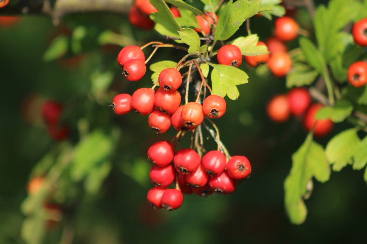 Боярышник Максимовича (Crataegus maximowiczii)