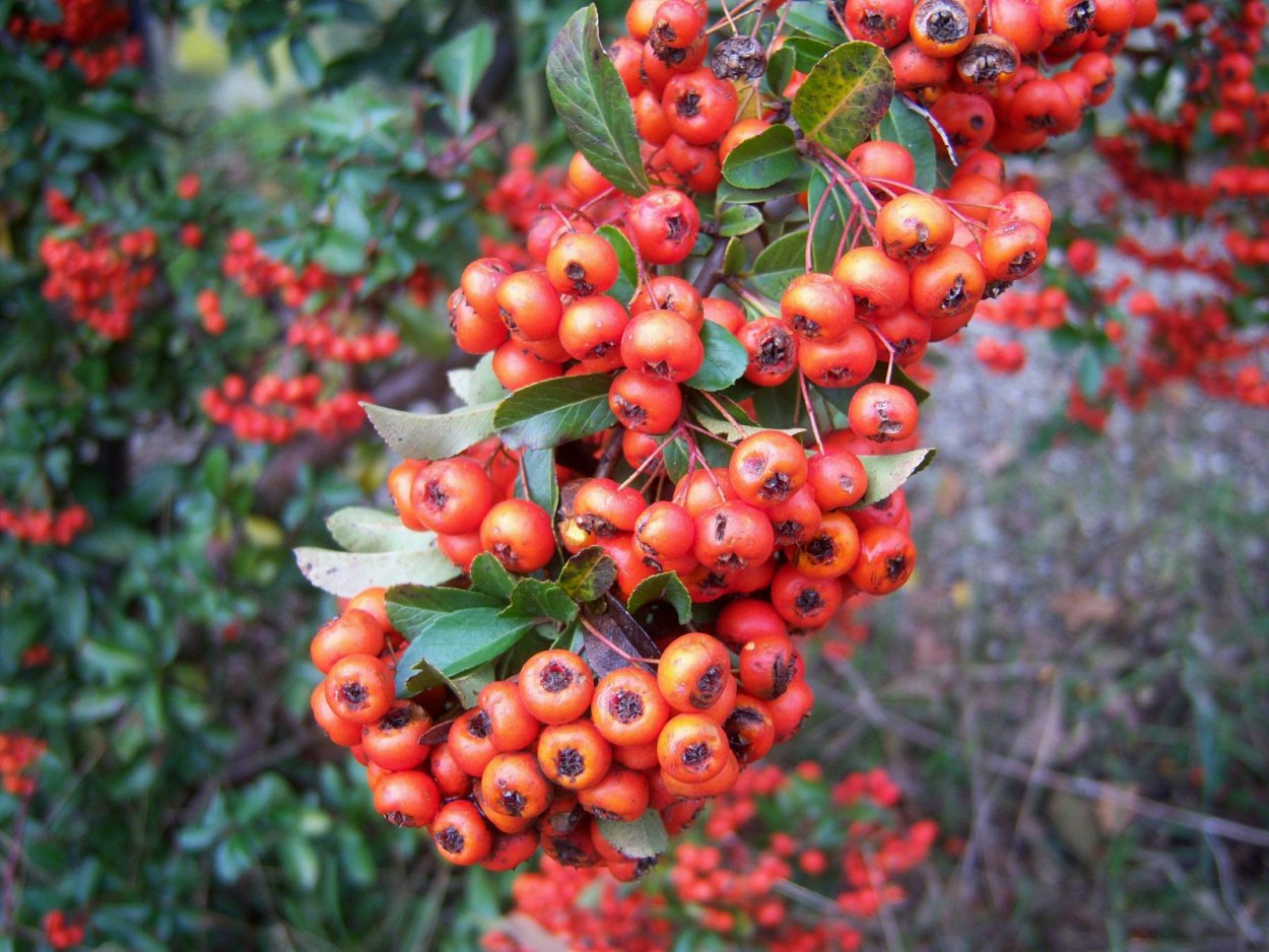 Боярышник bicolor