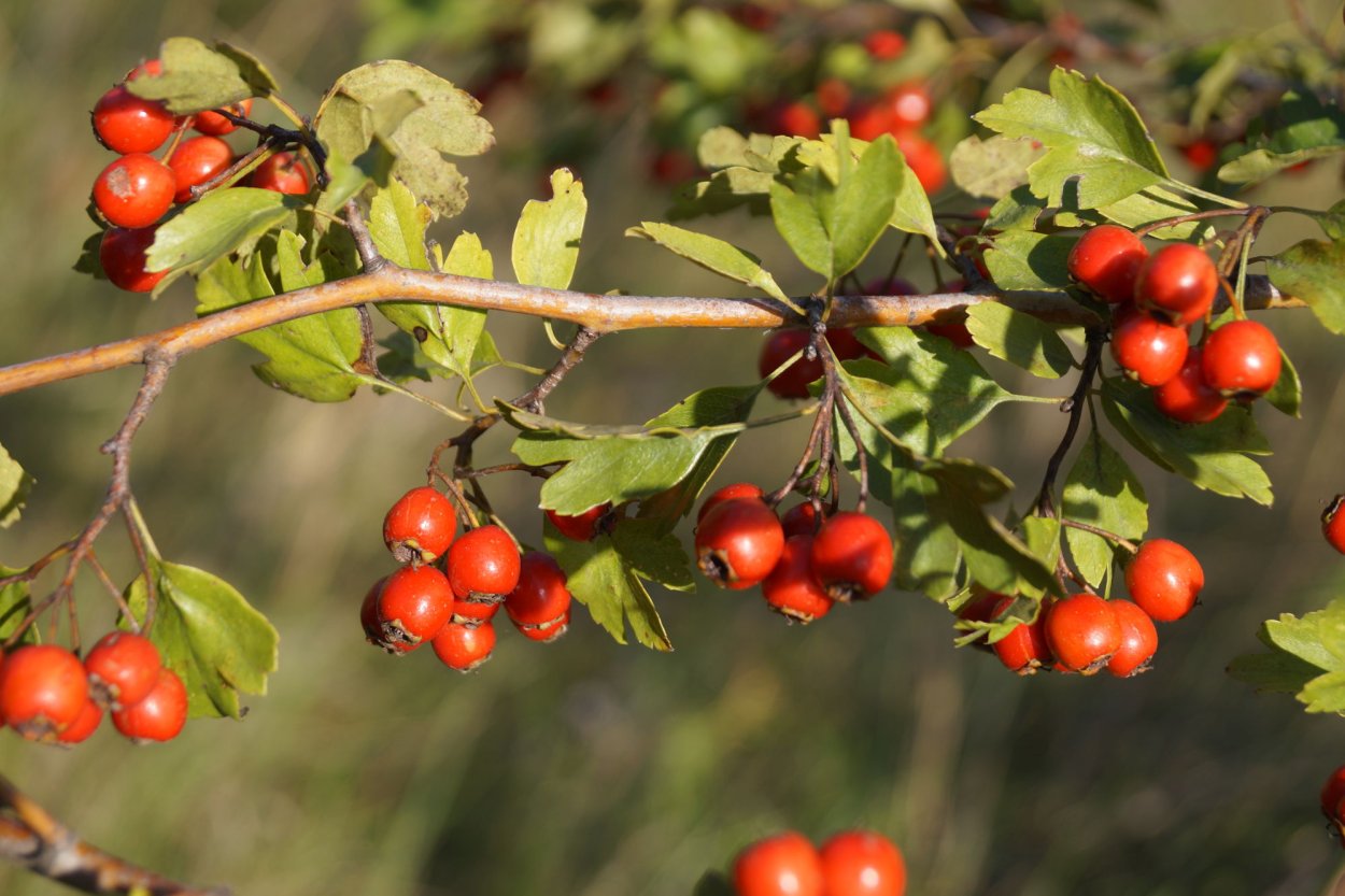 Crataegus. Кратегус боярышник. Боярышник вееровидный. Боярышник (Crataegus). Боярышник Дальневосточный.