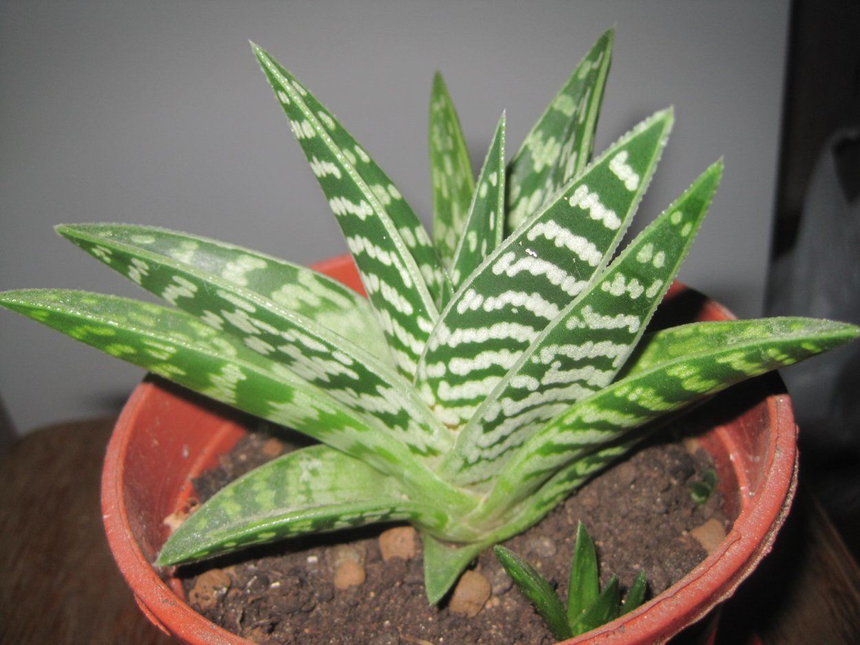 Суккулент алоэ пестрое