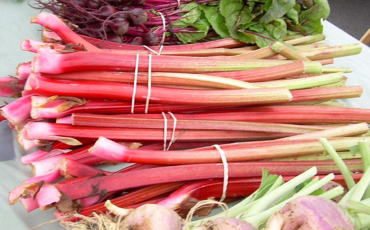 Стебель ревеня