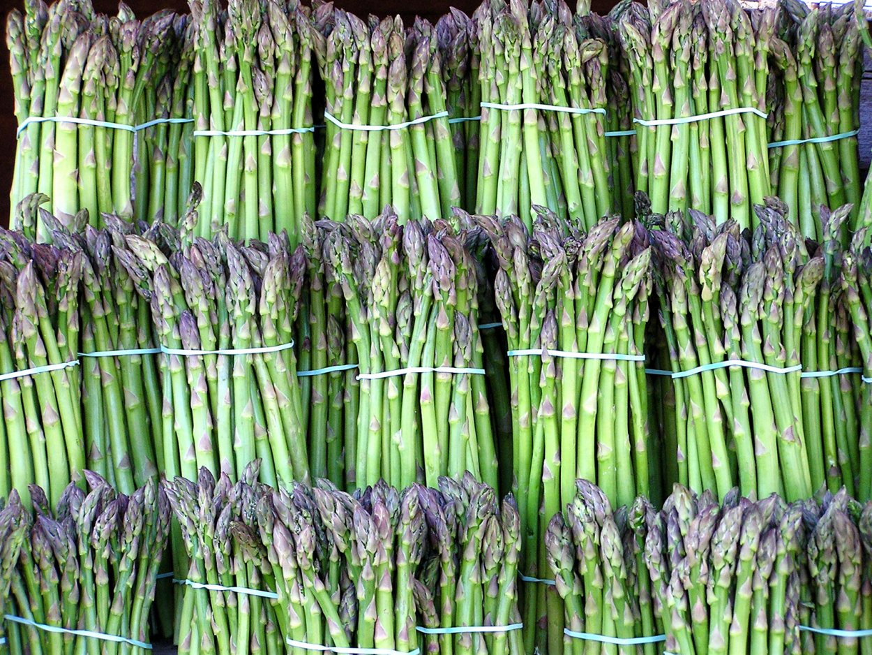 Спаржа кистевидная Asparagus racemosus