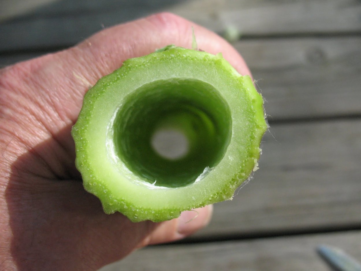 Зеленое растение съедобное