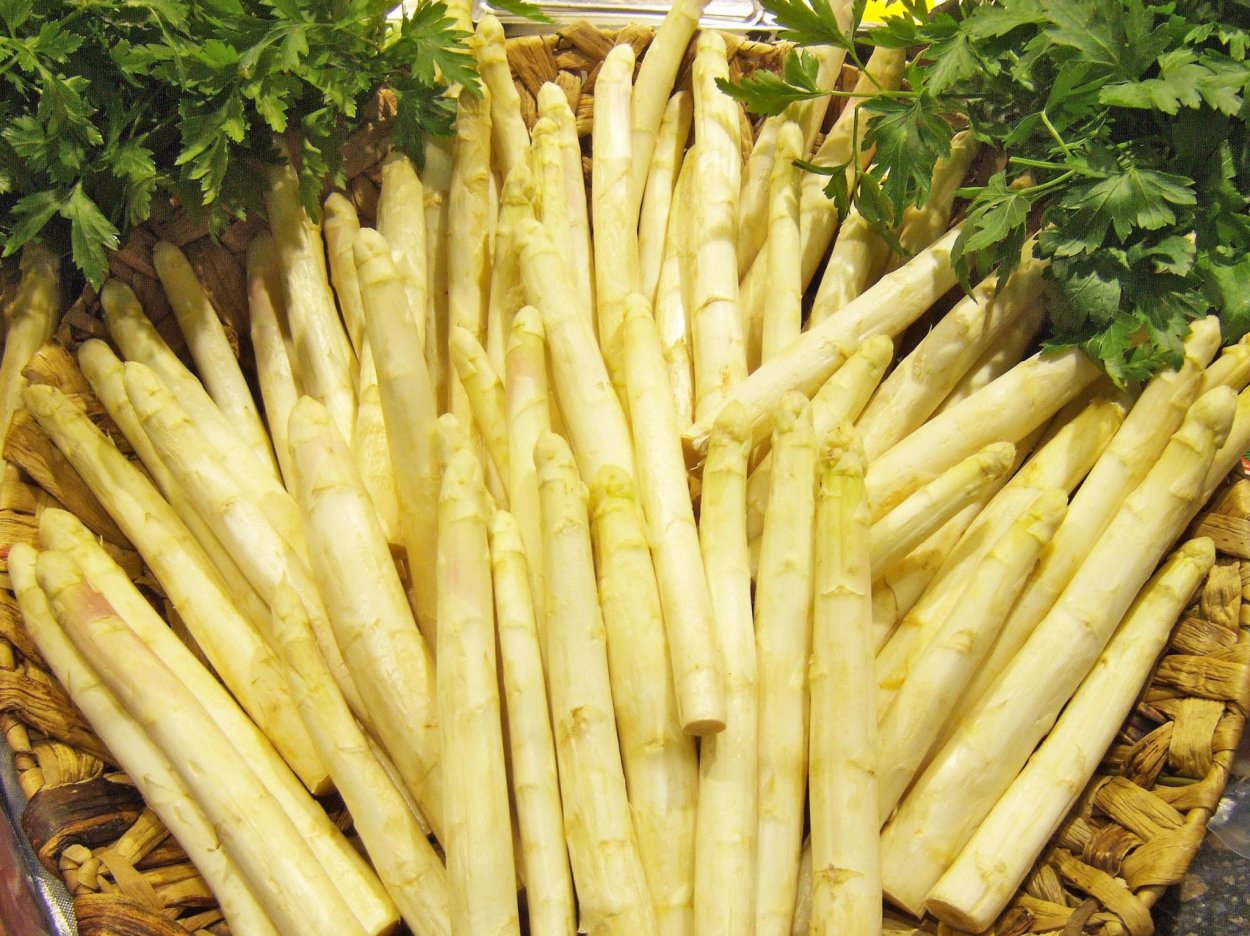 Спаржа лекарственная, спаржа съедобная