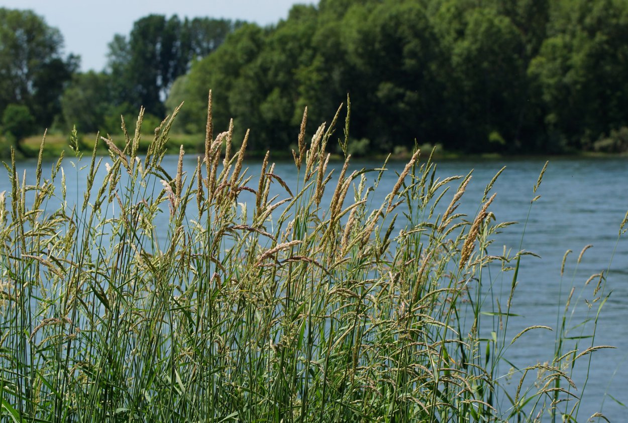 Ковыль узколистный