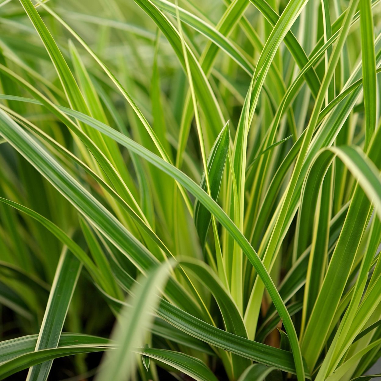 Осока Моррова