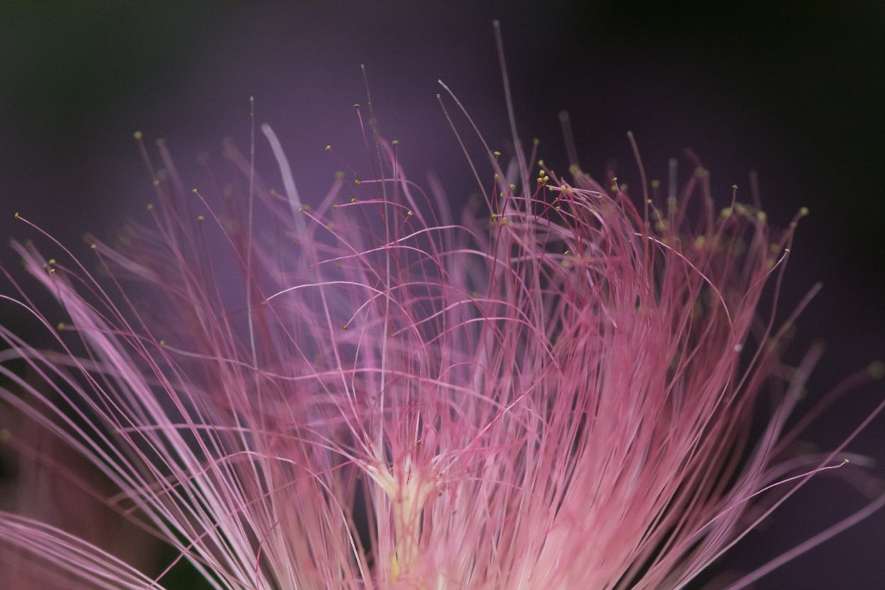 Ковыль Куликова поля