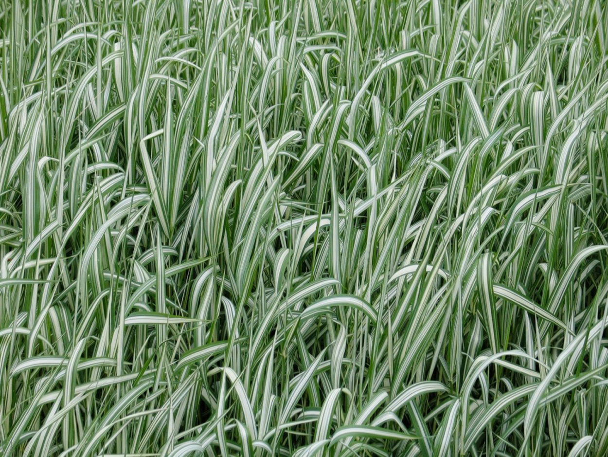 Фалярис / Phalaris arundinacea