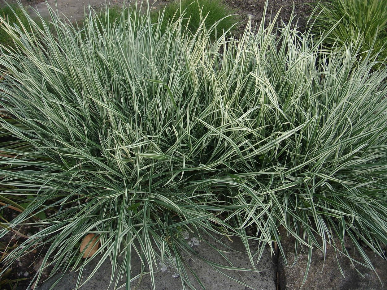 Фалярис тростниковый Триколор