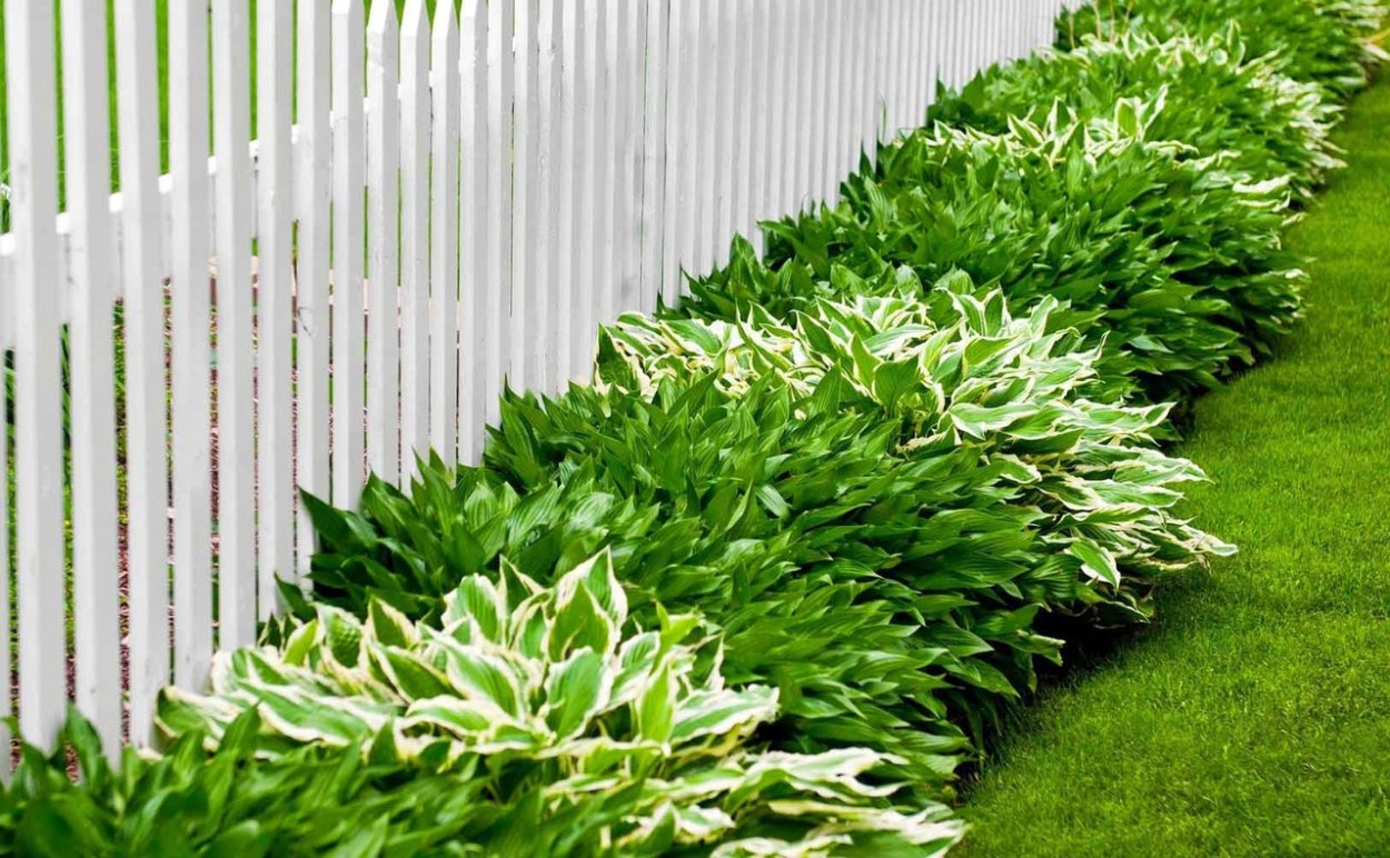 Овощные кустарники