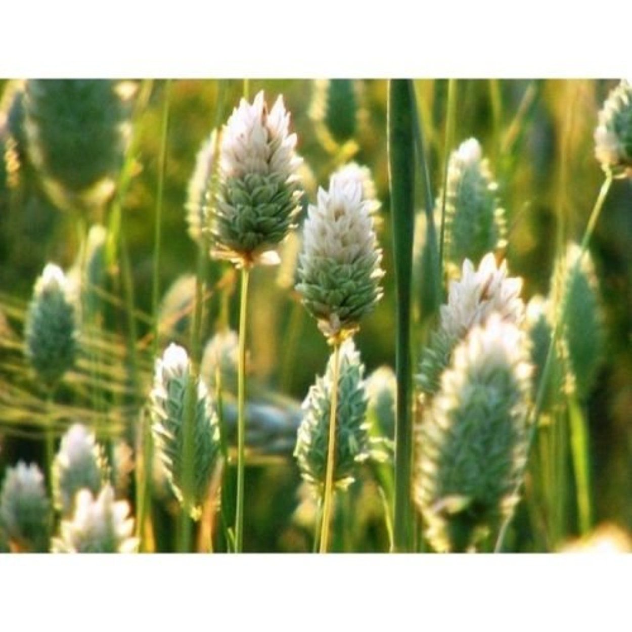 Фалярис тростниковый 'Feesey'