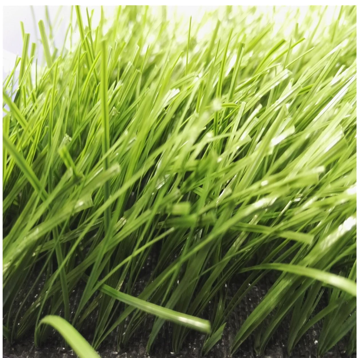 Осока фалярис ландшафт