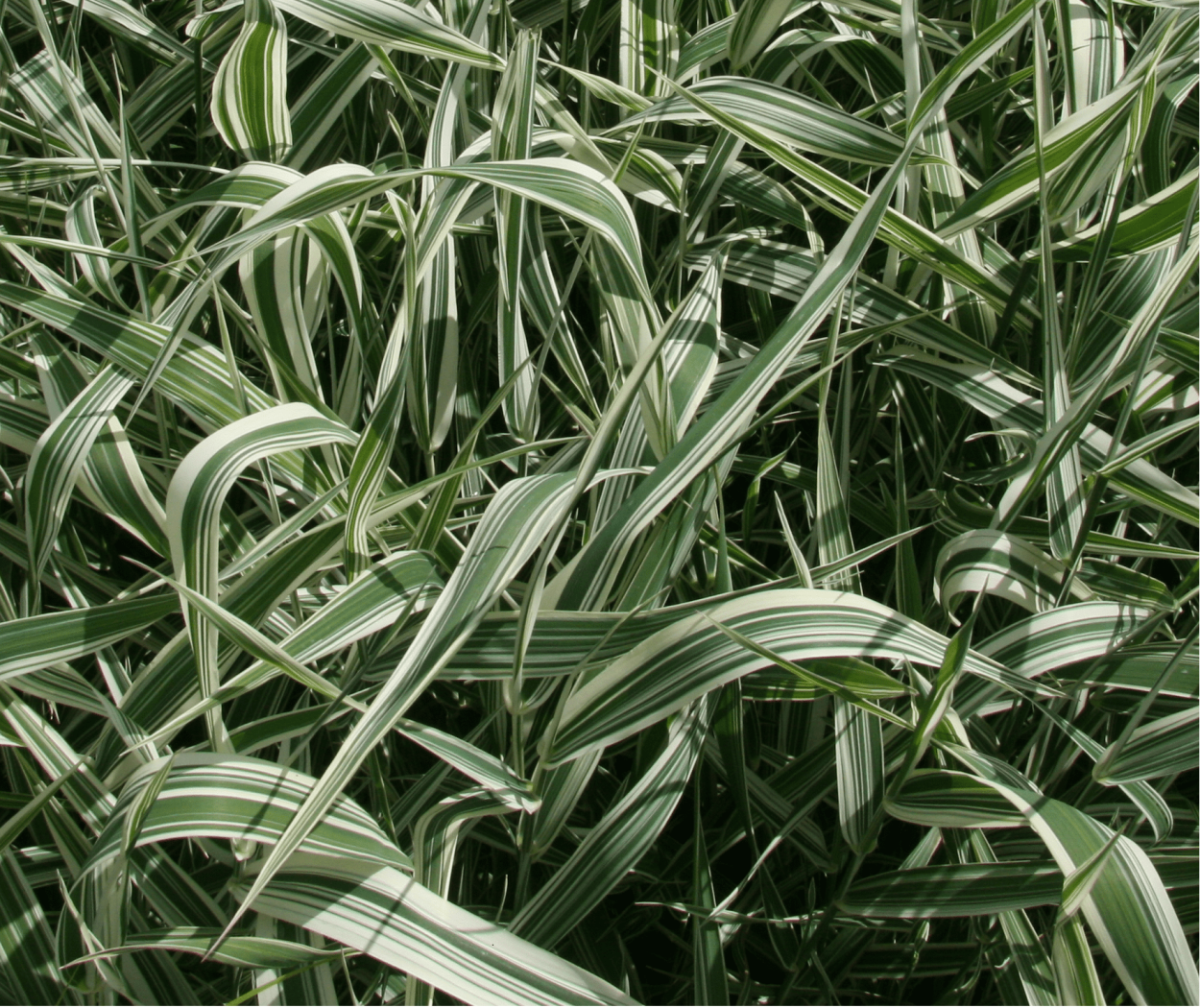 Фалярис канареечник