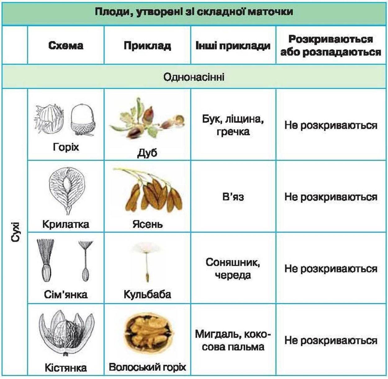Классификация плодов цветковых растений