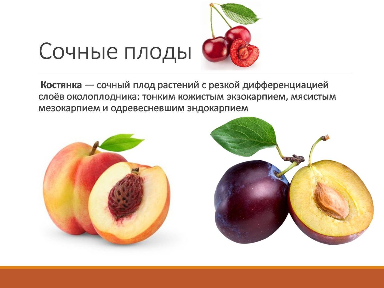 Сочная костянка плод