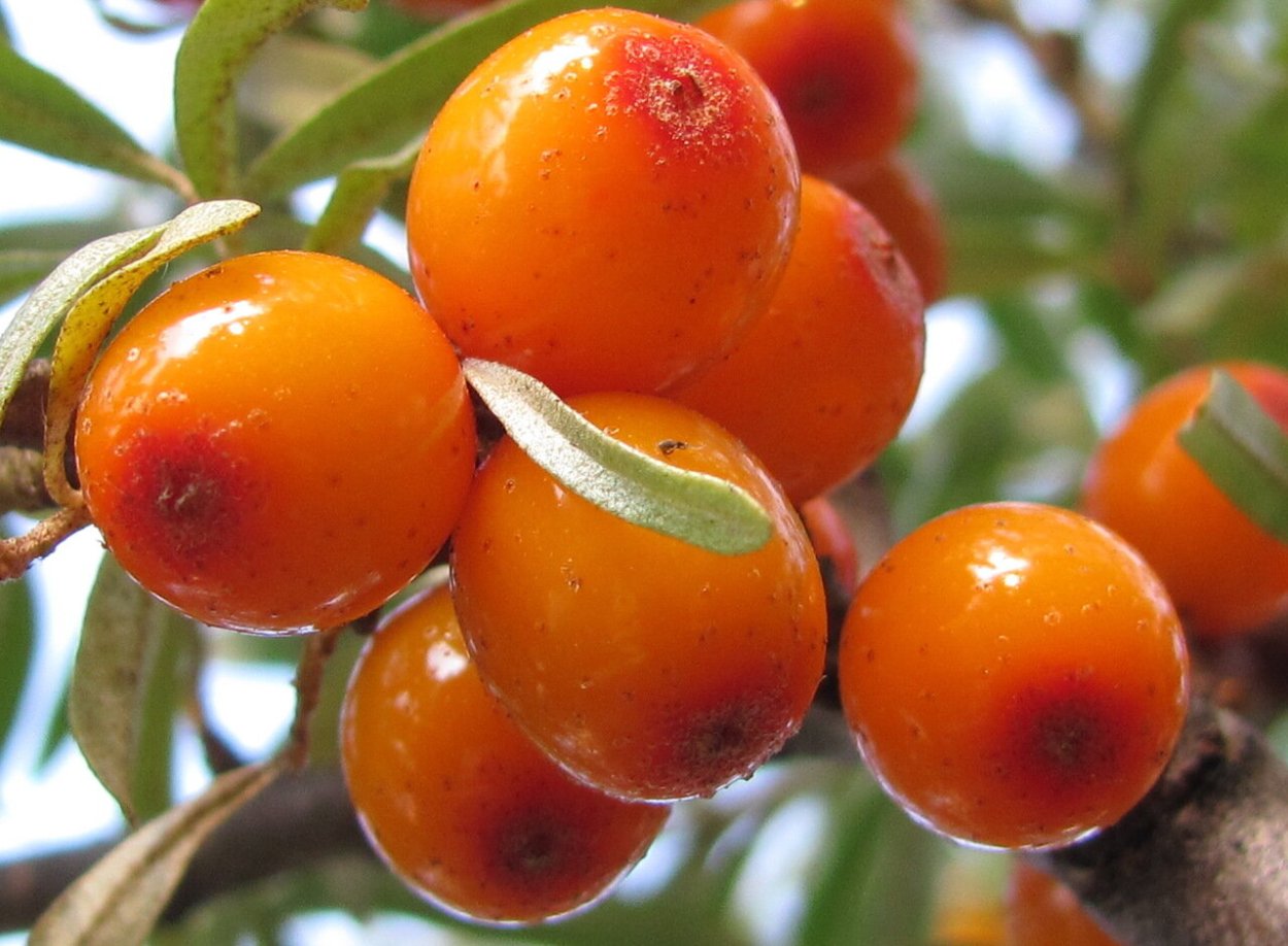 Облепиха Сибирская дерево