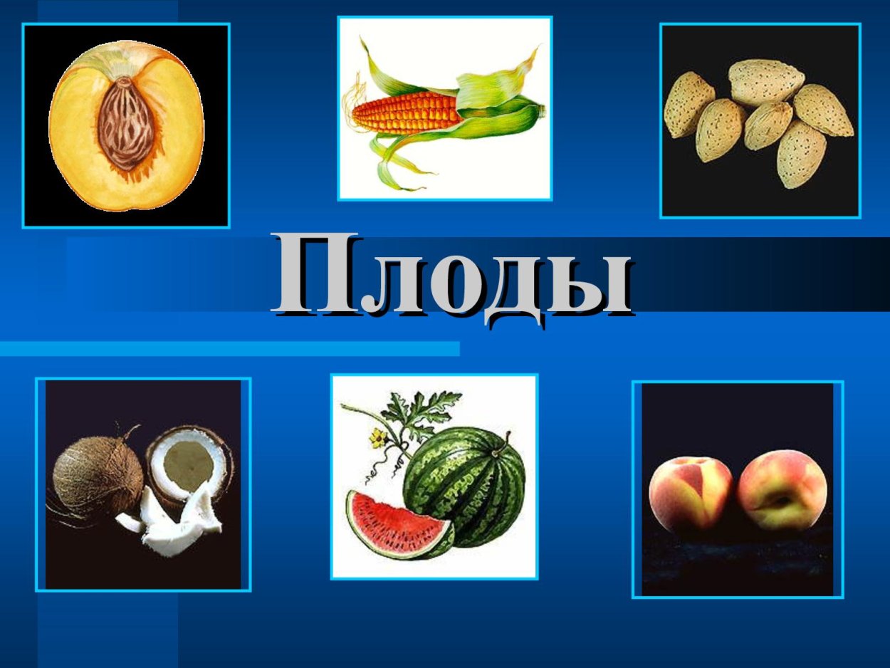 Многокостянка односемянный или многосемянный плод