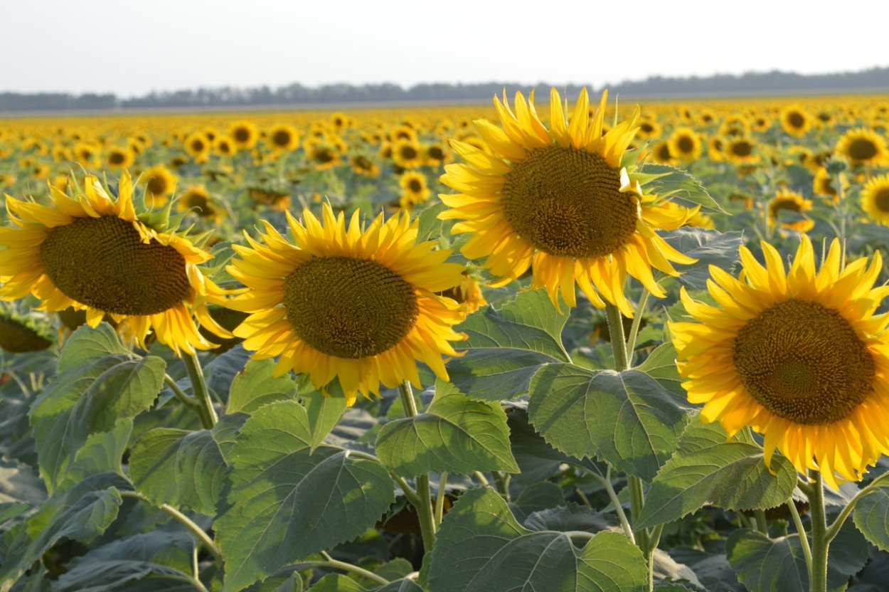 Поле подсолнухов Кубань