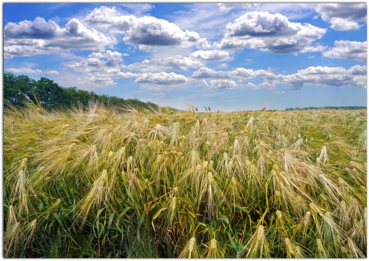 Приазовские степи