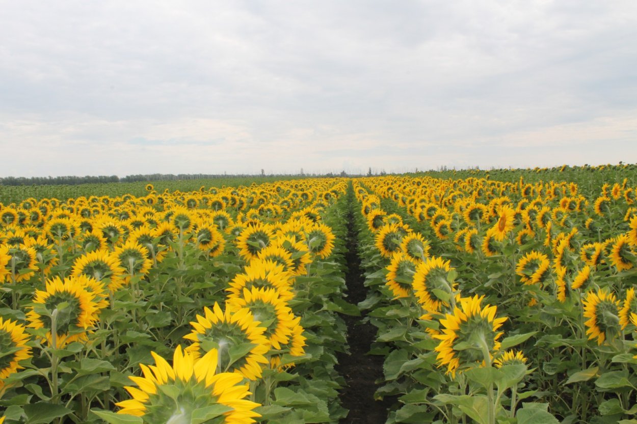 Сельское хозяйство России Растениеводство Полеводство