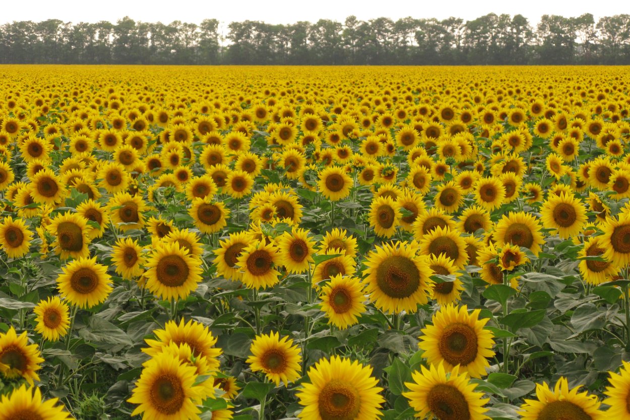 Масленичные культуры подсолнечник