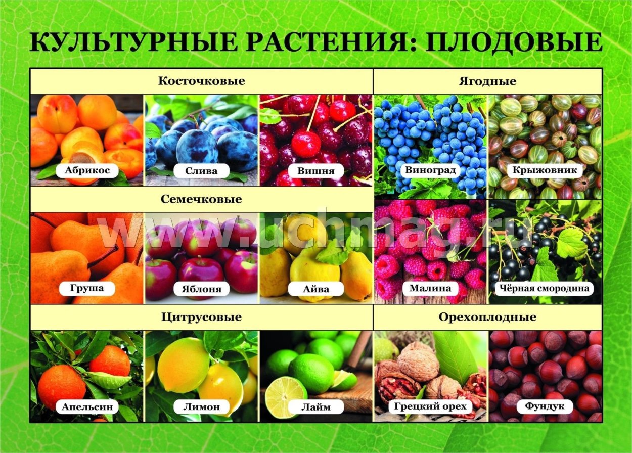 Плодовые культурные растения