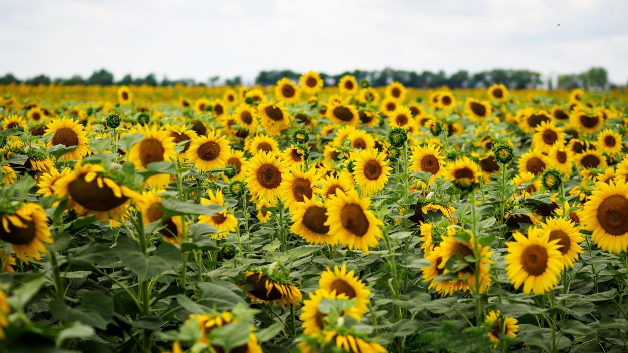 Масличные культуры подсолнечник