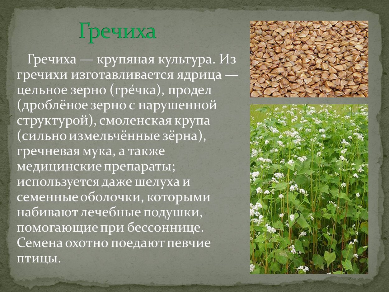 Гречиха - ядрица, продел