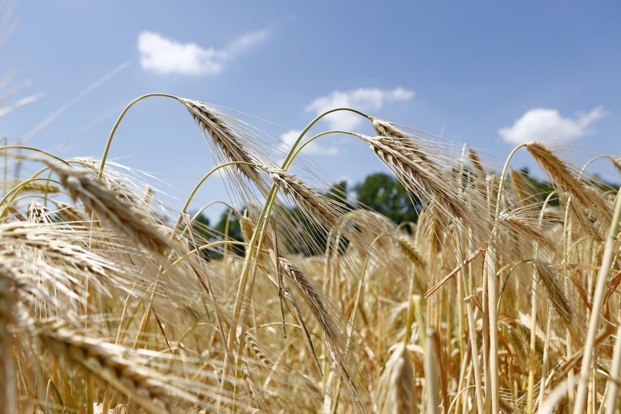 Кубанские поля Краснодар