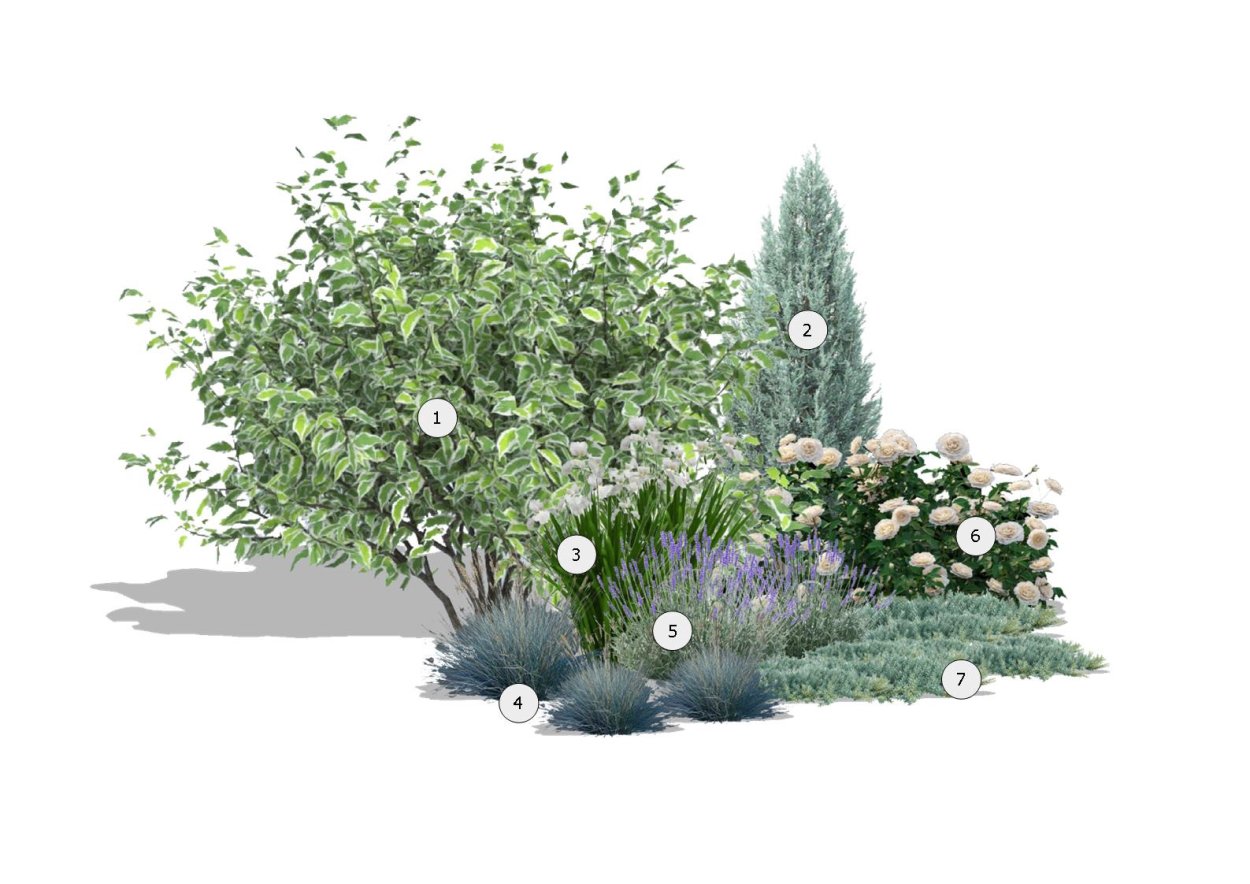 Клумба гортензия, пузыреплодник, Барбарис