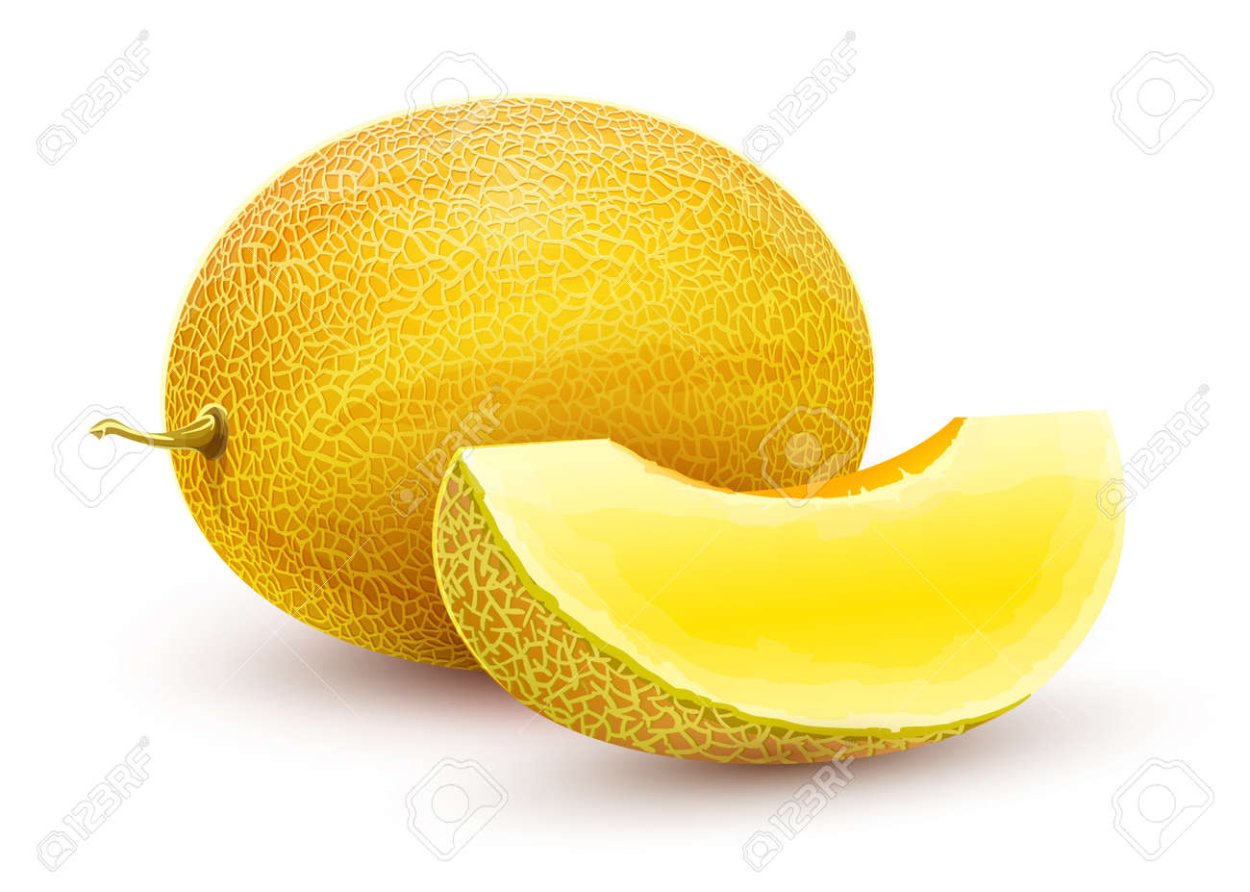 Дыня вектор