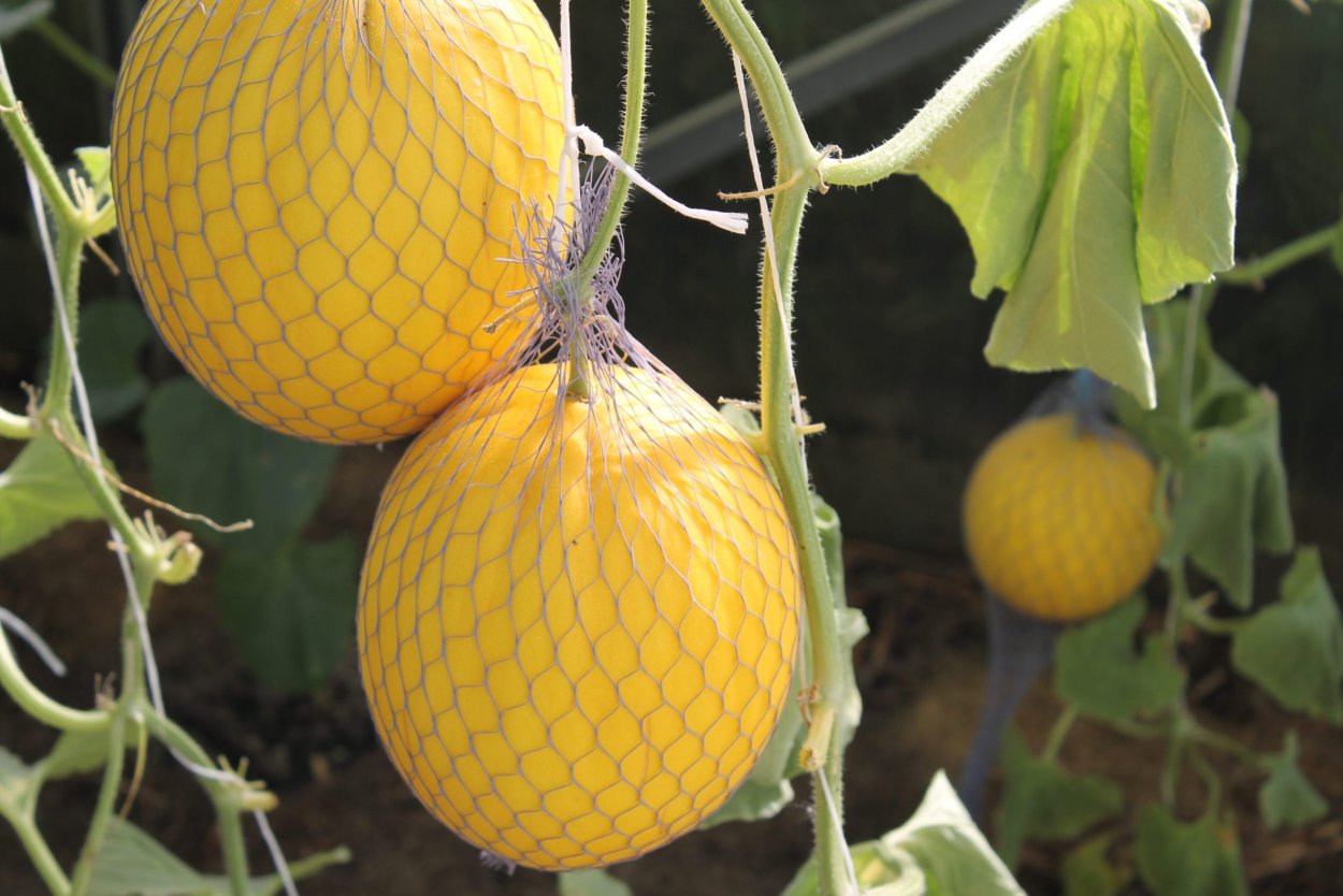 Дыня Тепличная