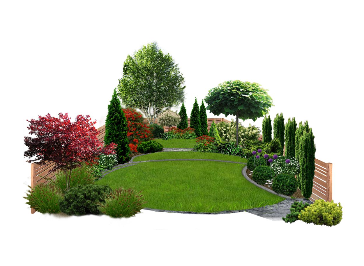 Схемы цветников с гортензией метельчатой